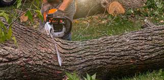 How Our Tree Care Process Works  in  Escondido, CA
