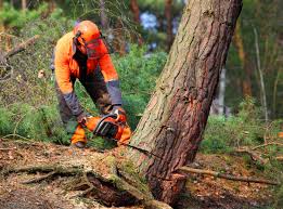  Escondido, CA Tree Care Pros
