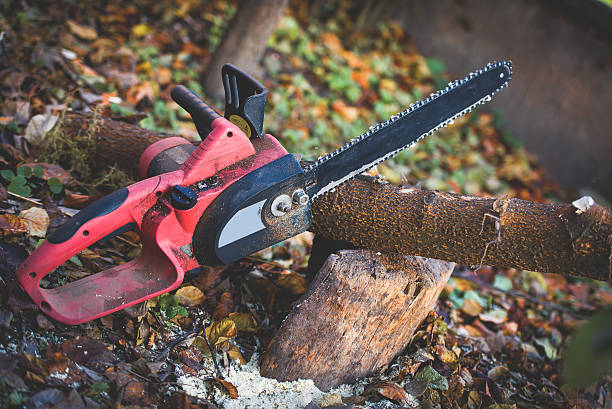 Pest Control for Lawns in Escondido, CA